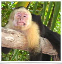 White-Faced Monkey - Relaxing